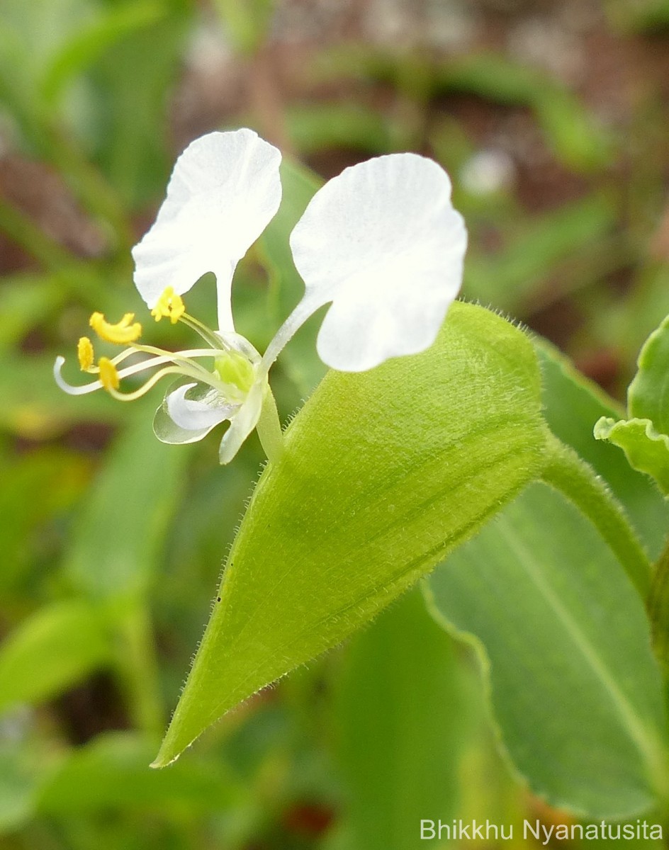 Commelina undulata R.Br.